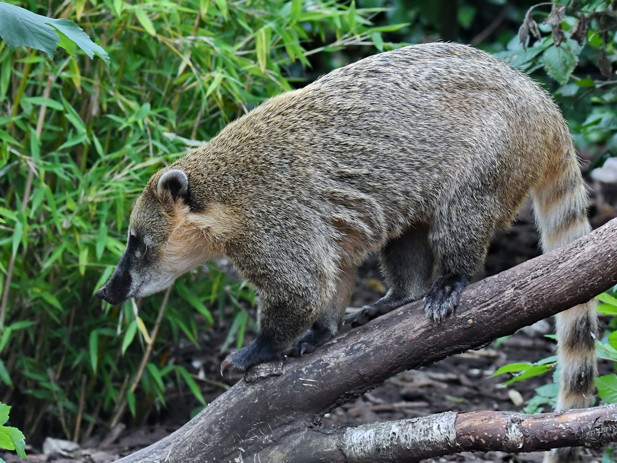 Ein Roter Nasenbr Anfang Juni 2018 im Zoo Aalborg.