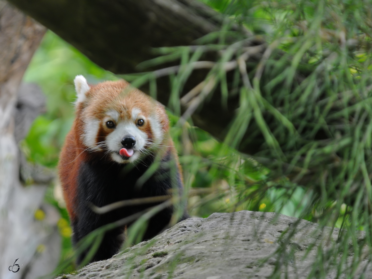 Ein Roter Panda auf Spaziergang. (Zoo Dortmund, Juni 2010) 