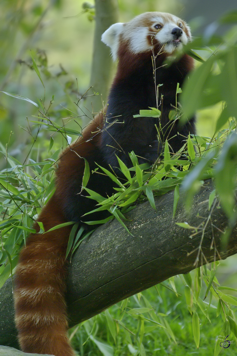 Ein Roter Panda beim Naschen. (Zoo Dortmund, Oktober 2008)