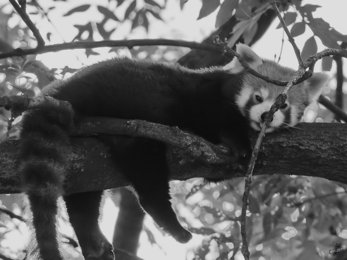 Ein Roter Panda hngt einfach mal ein bisschen ab. (Zoo Dortmund, Juni 2010)