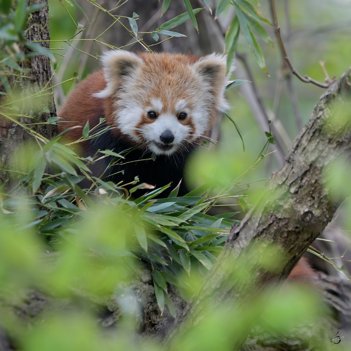 Ein Roter Panda hoch im Gest. (Dresden, April 2017)