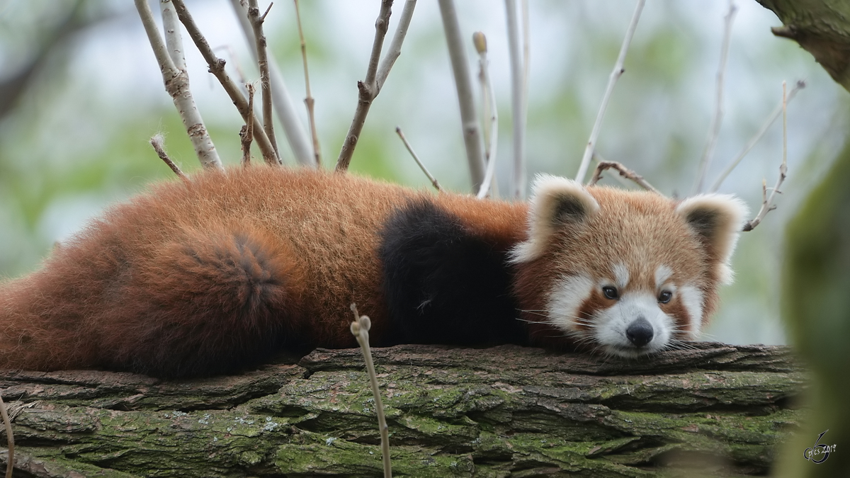 Ein Roter Panda hoch im Gest. (Dresden, April 2017)