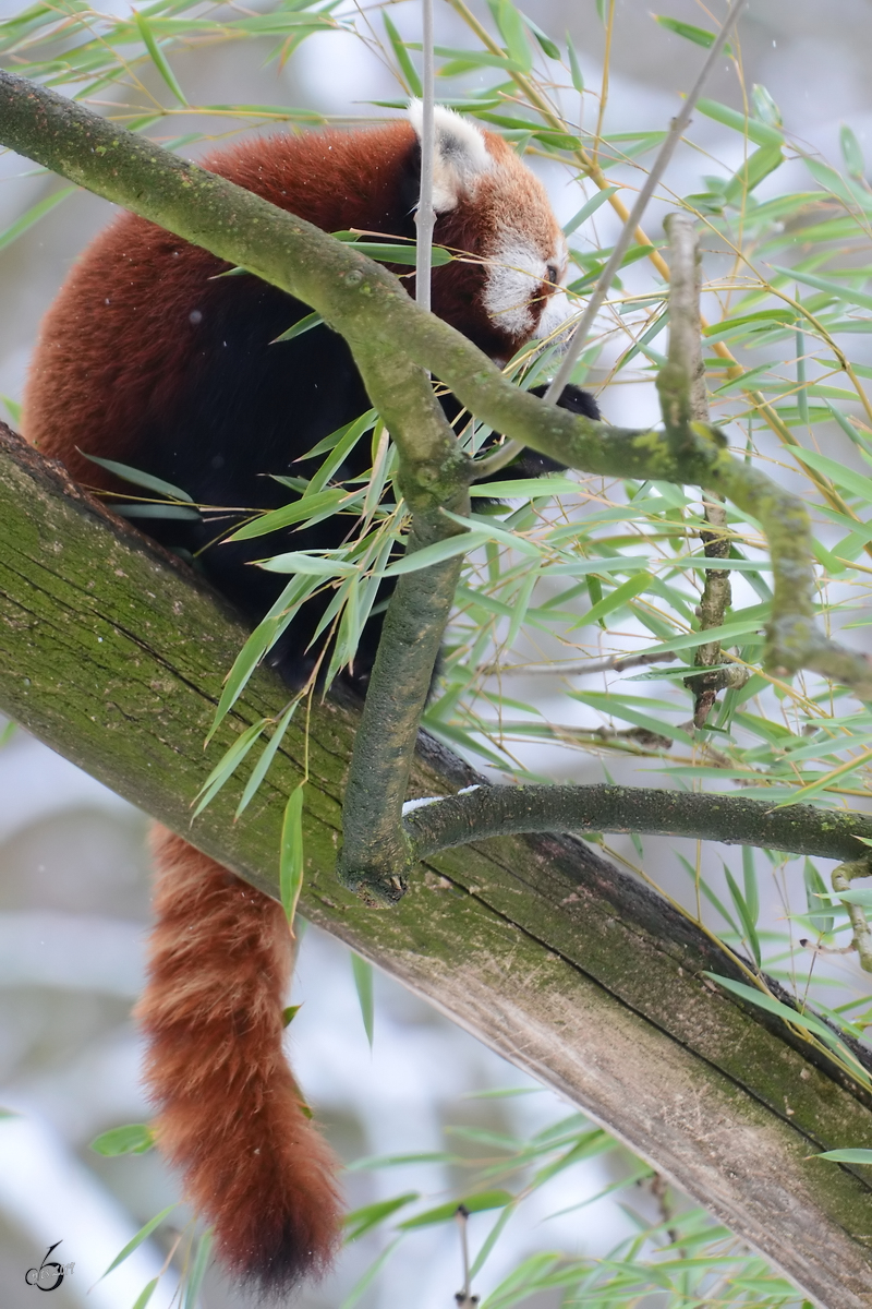 Ein Roter Panda in luftigen Hhen. (Zoo Dortmund, Februar 2013)