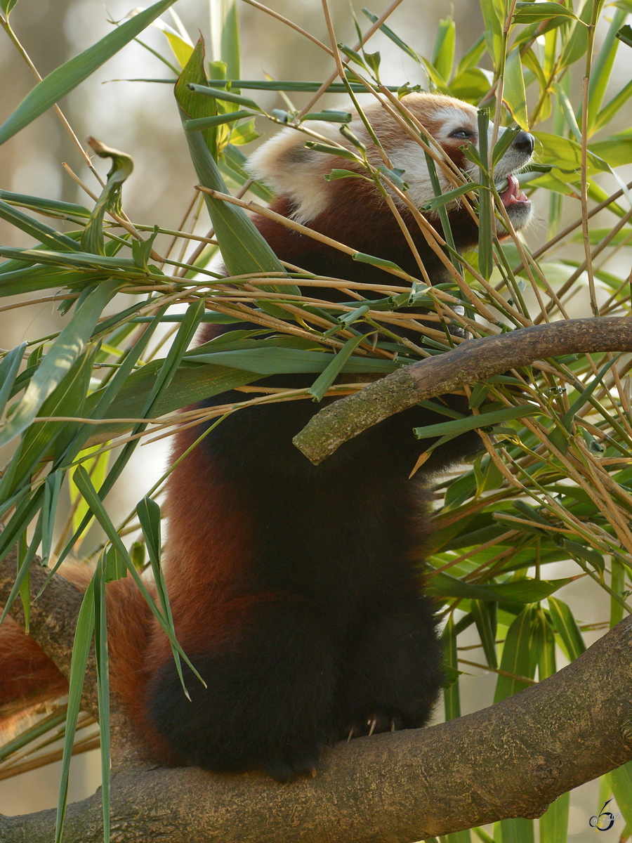 Ein Roter Panda macht sich ber den leckeren Bambus her. (Zoo Dortmund, Februar 2015)