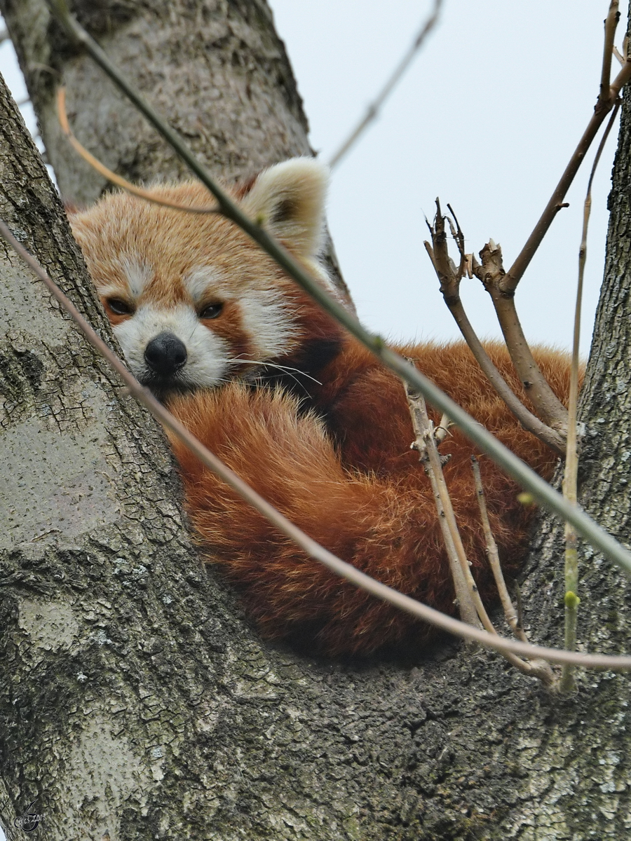 Ein Roter Panda relaxt hoch im Gest. (Dresden, April 2017)