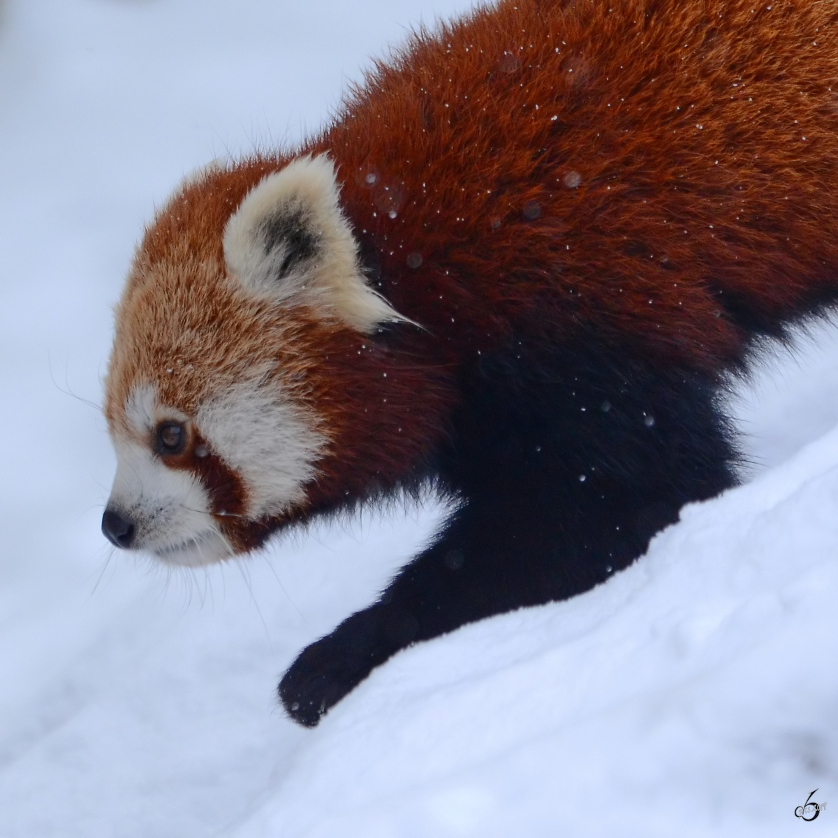 Ein Roter Panda im Schnee. (Zoo Dortmund, Februar 2013)