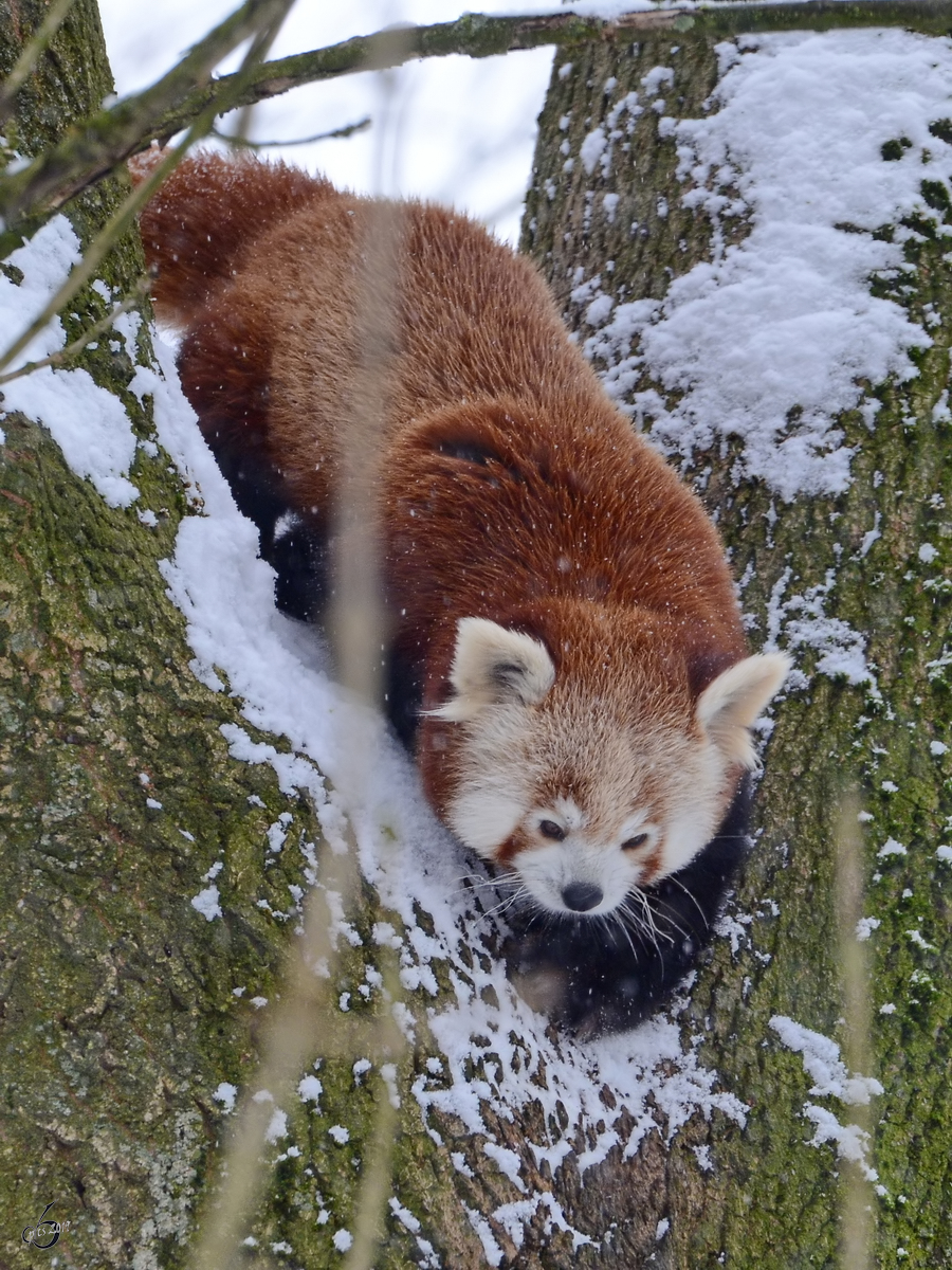 Ein Roter Panda im Schnee. (Zoo Dortmund, Februar 2013)