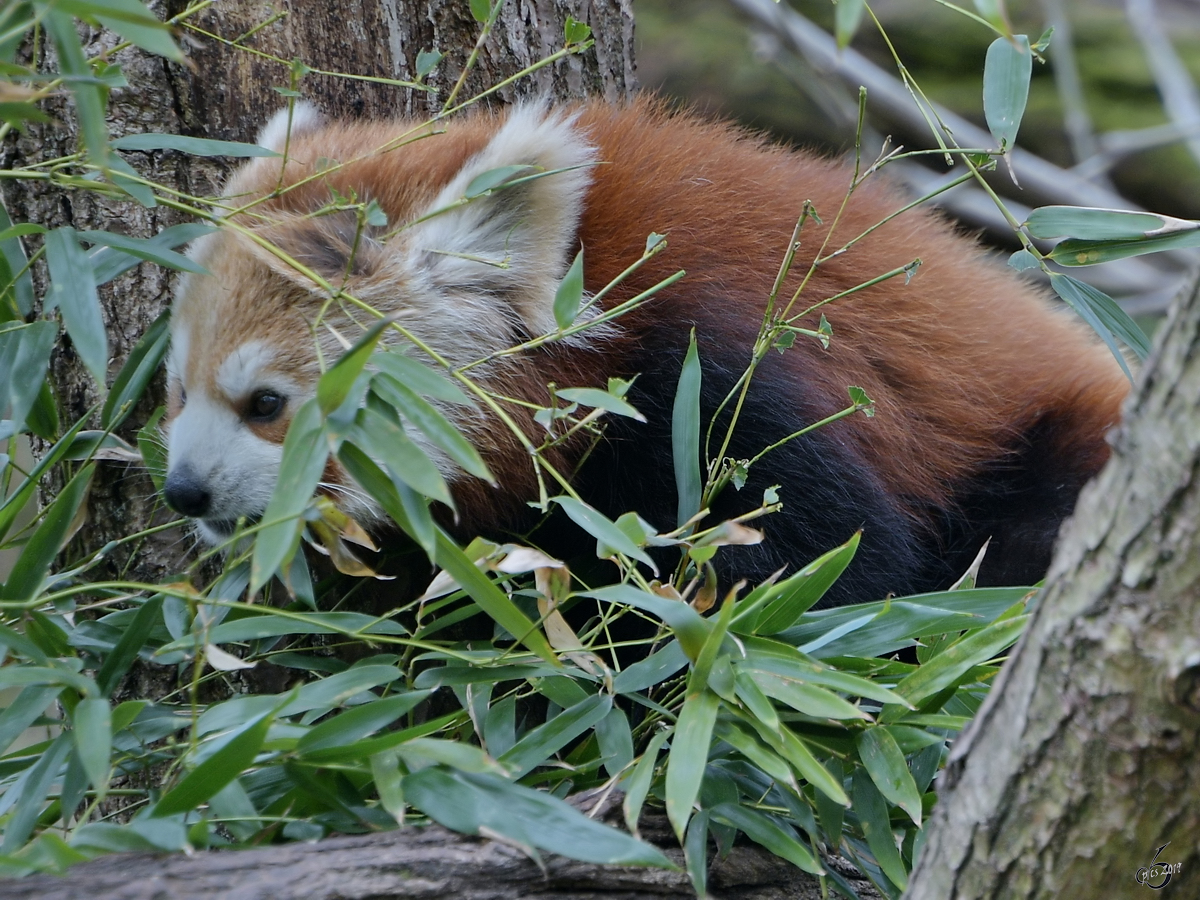 Ein Roter Panda snackt hoch im Gest. (Dresden, April 2017)