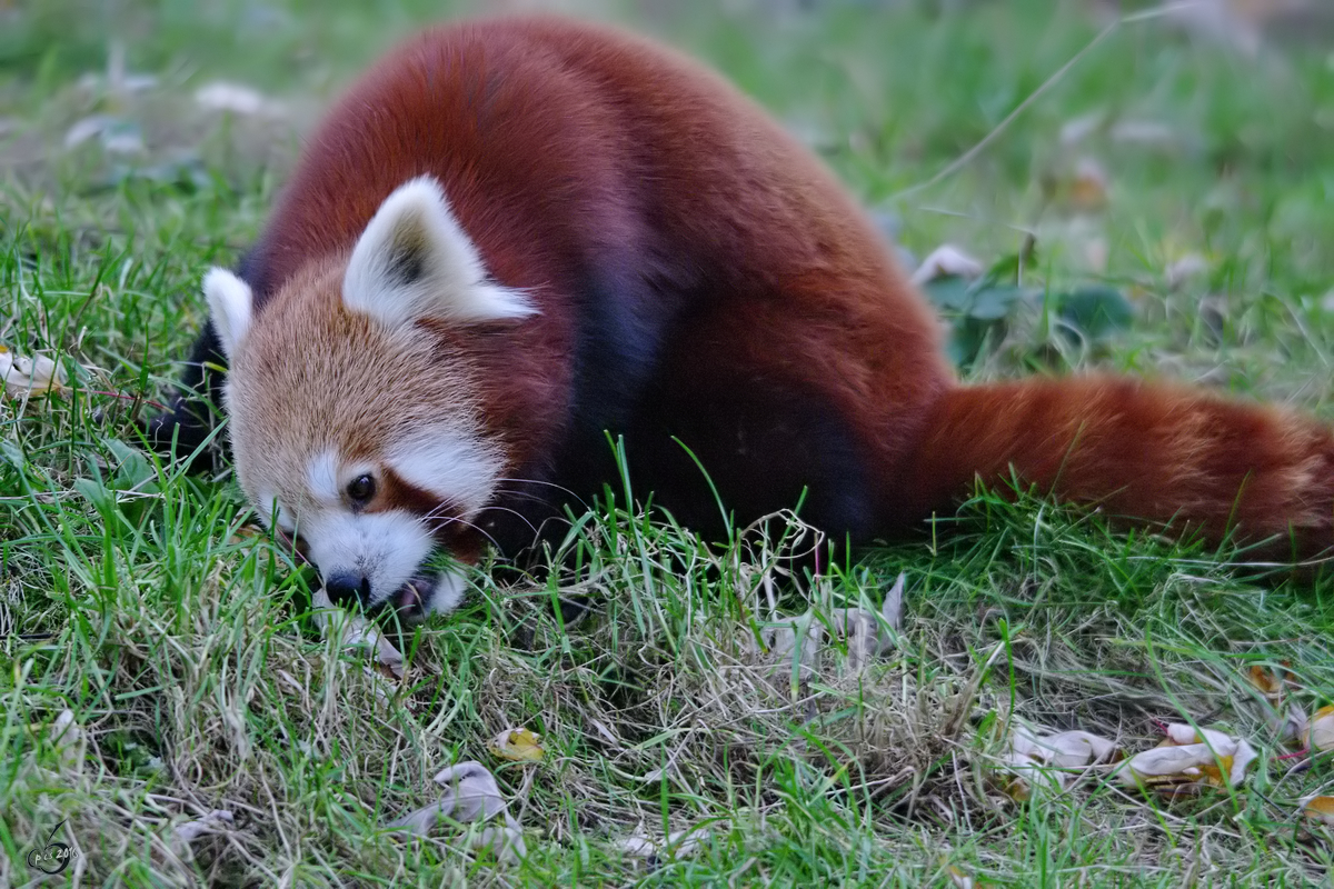 Ein Roter Panda im Zoo Dortmund. (November 2009) 