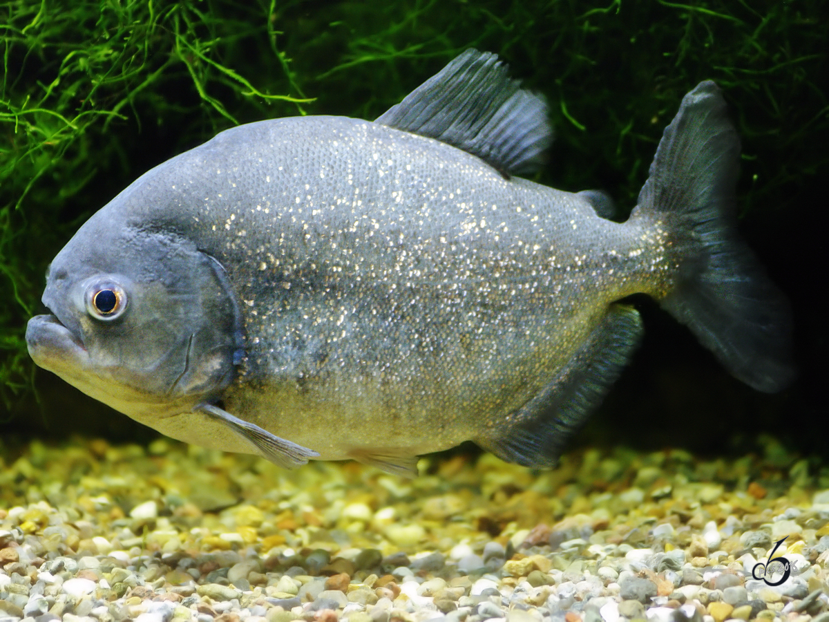 Ein Roter Piranha