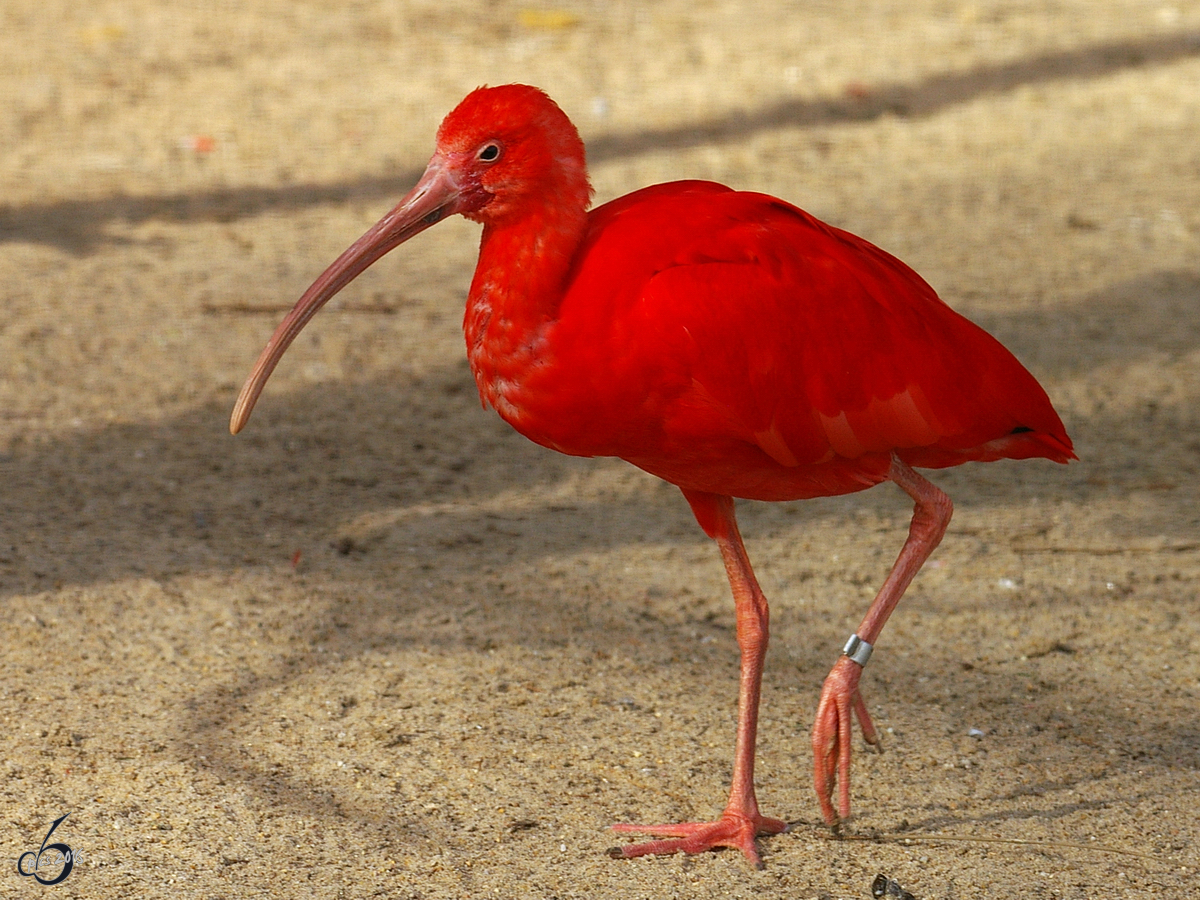 Ein Roter Sichler