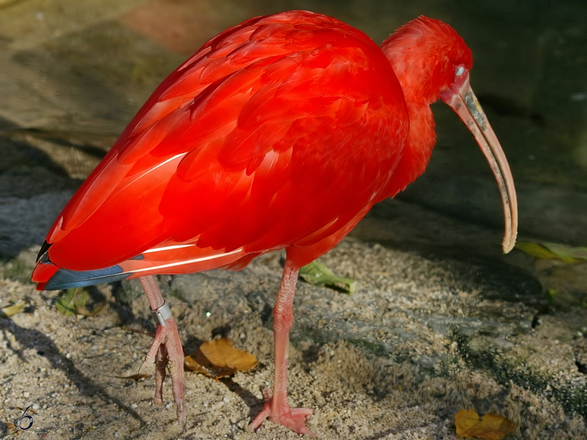 Ein roter Sichler im Zoo Wuppertal. (Oktober 2005)