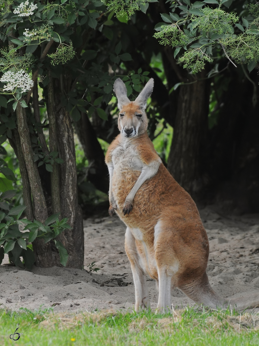 Ein Rotes Riesenknguru mit geflltem Beutel im Zoo Dortmund. (Juni 2010)