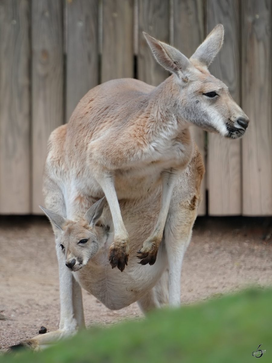 Ein Rotes Riesenknguru mit Nachwuchs war Anfang April 2017 im Zoo Dresden zu sehen.