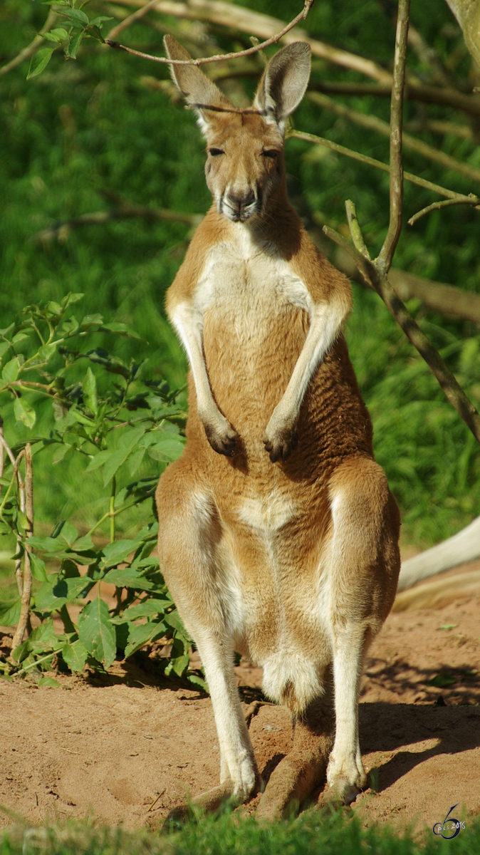 Ein Rotes Riesenknguru im Zoo Dortmund. (September 2008)