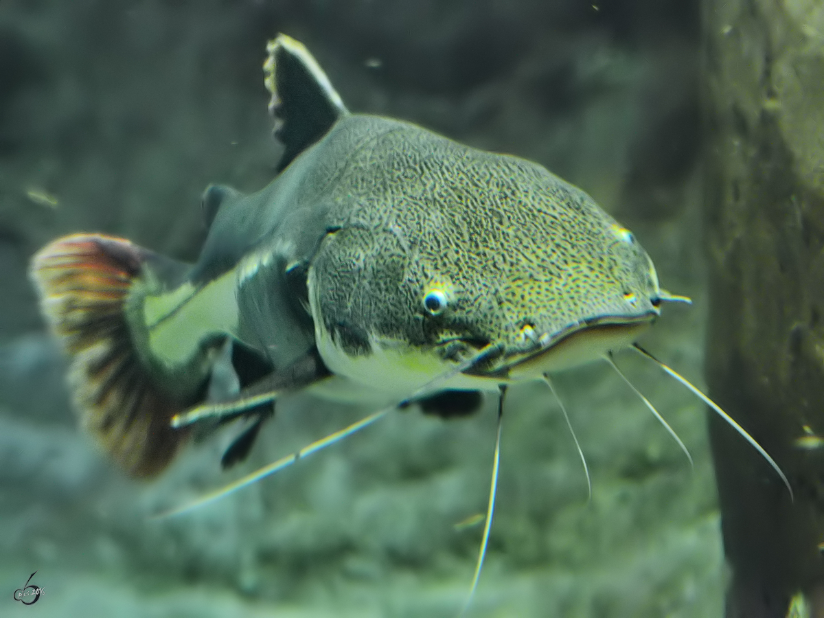 Ein Rotflossen-Antennenwels im Zoo Duisburg. (Juli 2013)