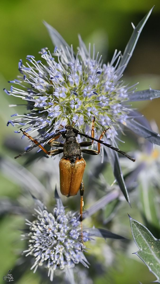 Ein Rothalsbock im wilden Grn. (Hattingen, Juli 2022)