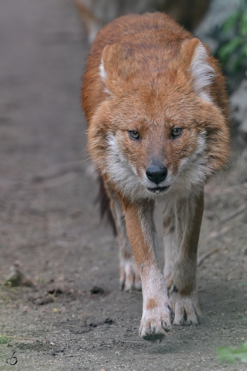 Ein Rothund Anfang April 2017 im Zoo Dresden.