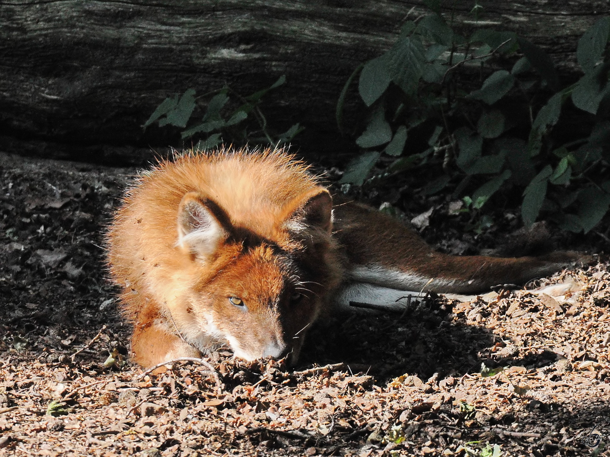 Ein Rothund Anfang Juli 2010 im Zoo Schwerin.