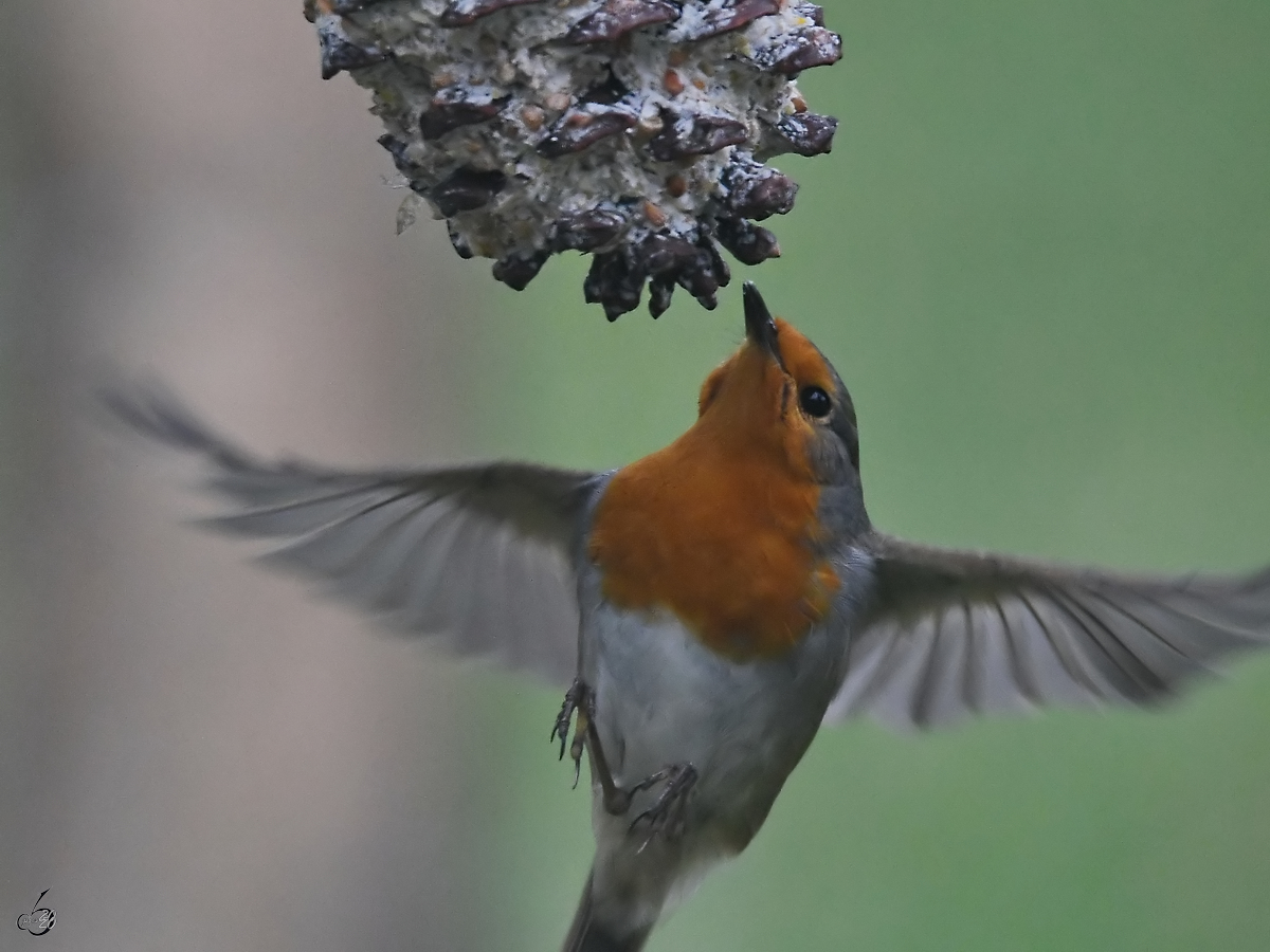 Ein Rotkehlchen im Anflug. (Hattingen, Februar 2020)