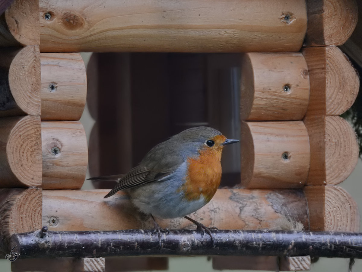 Ein Rotkehlchen macht eine kurze Pause. (Hattingen, Mrz 2018)