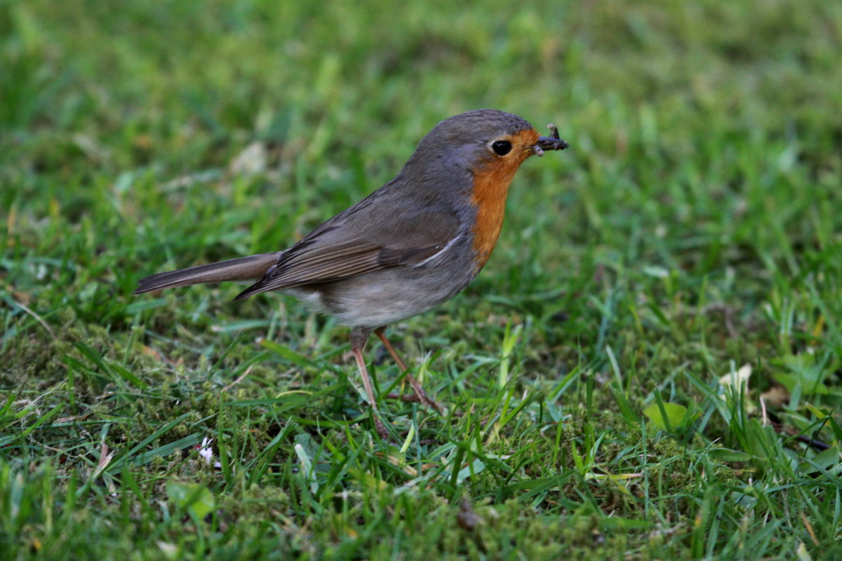 Ein Rotkehlchen in unserem Garten. Ratzeburg, 06.05.2017