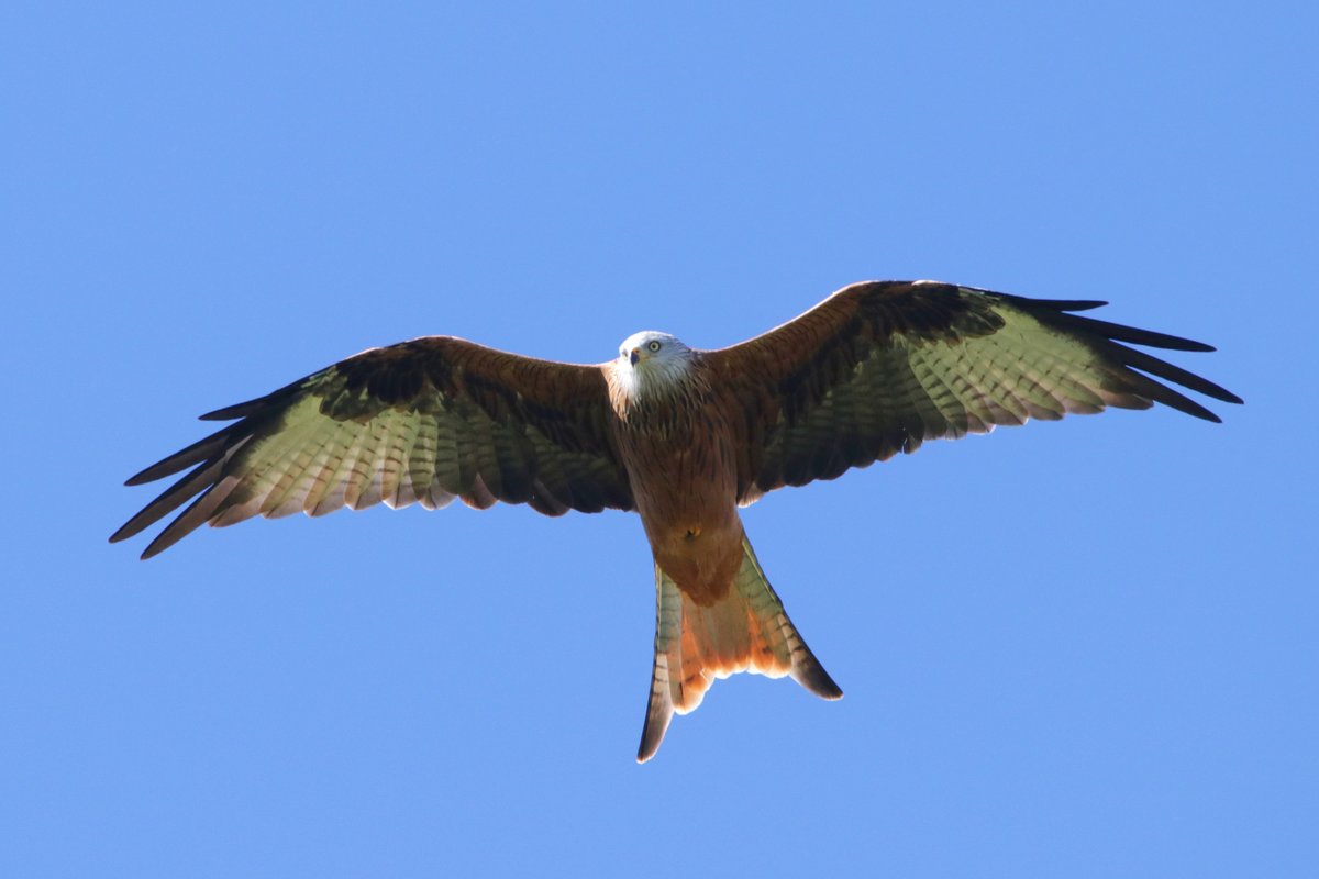 Ein Rotmilan ber einer gemhten Wiese auf der Suche nach Beute. Aufgenommen am 21.9.19 bei Oppenweiler.