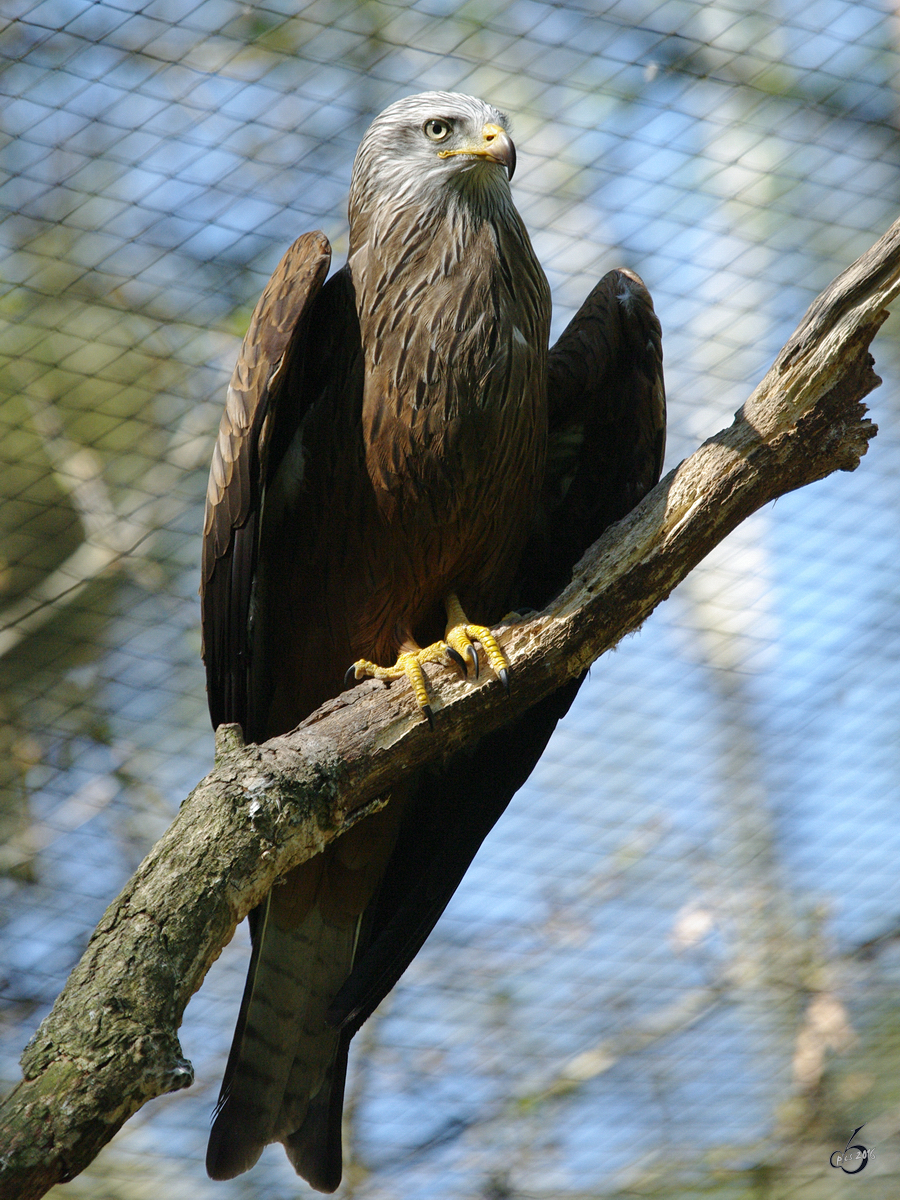 Ein Rotmilan im Wildpark Mecklenburg-Vorpommern in Gstrow. (April 2009)