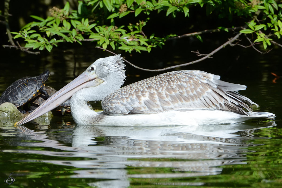 Ein Rotrcken-Pelikan im Zoo Duisburg. (Juli 2013)