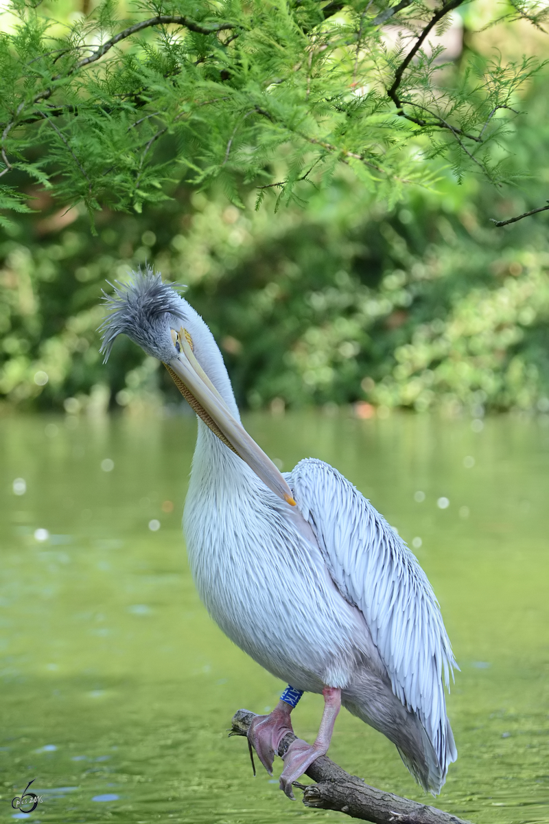 Ein Rotrcken-Pelikan im Zoo Duisburg. (Juli 2013)