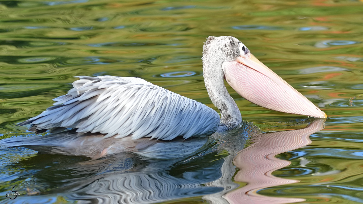 Ein Rotrcken-Pelikan im Zoo Duisburg. (Oktober 2011)