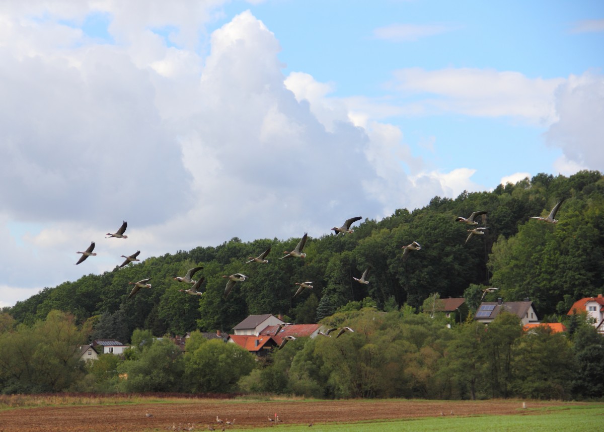 Ein Rudel Graugnse bei Schwrbitz am 20.09.2015.