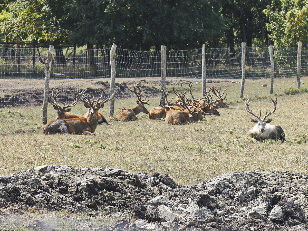 Ein Rudel Rotwild in der Elch und Rentierfarm in Kleptow am 17. August 2018