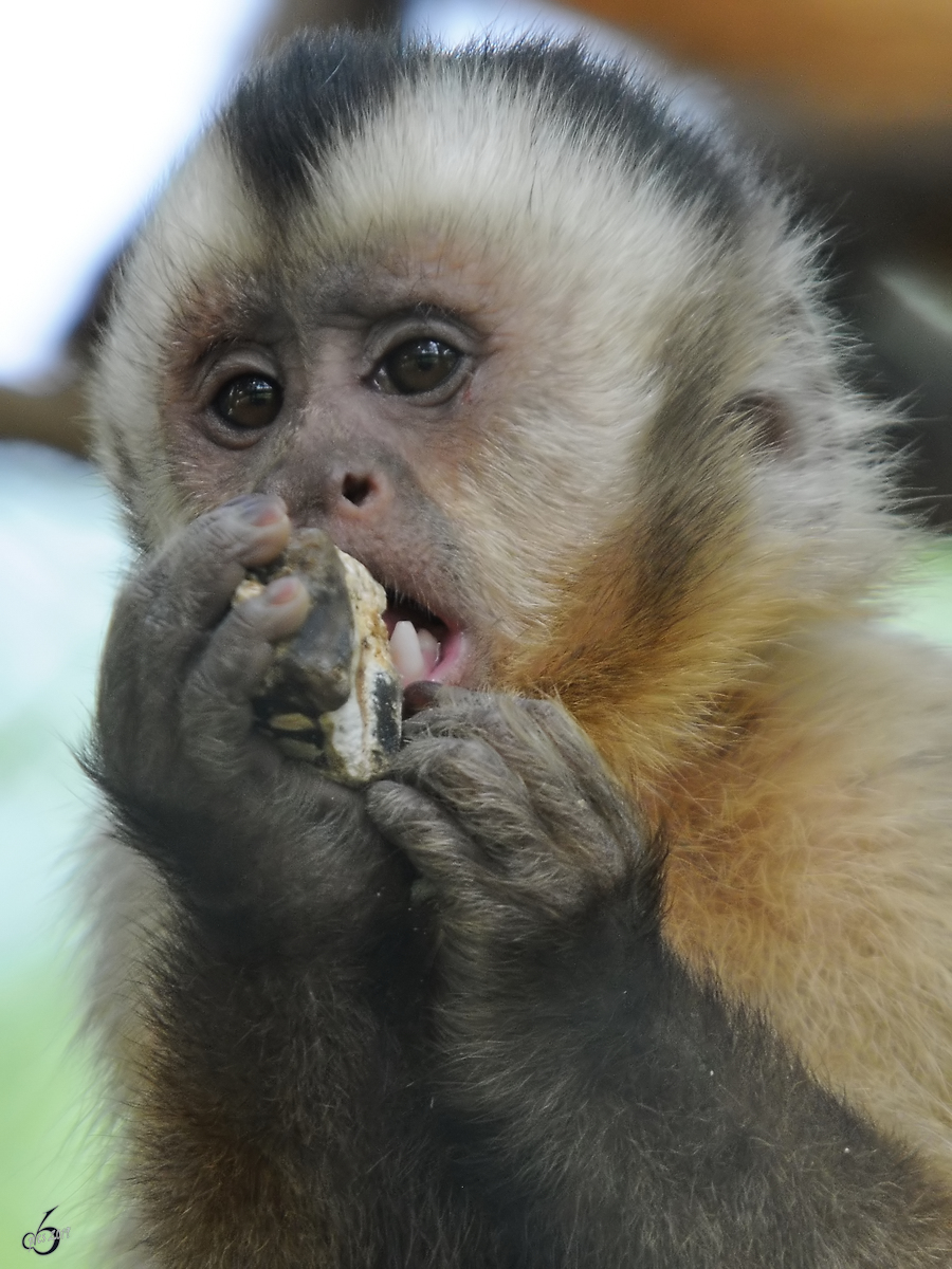 Ein Rckenstreifen-Kapuzineraffe Anfang Juli 2010 im Zoo Schwerin.