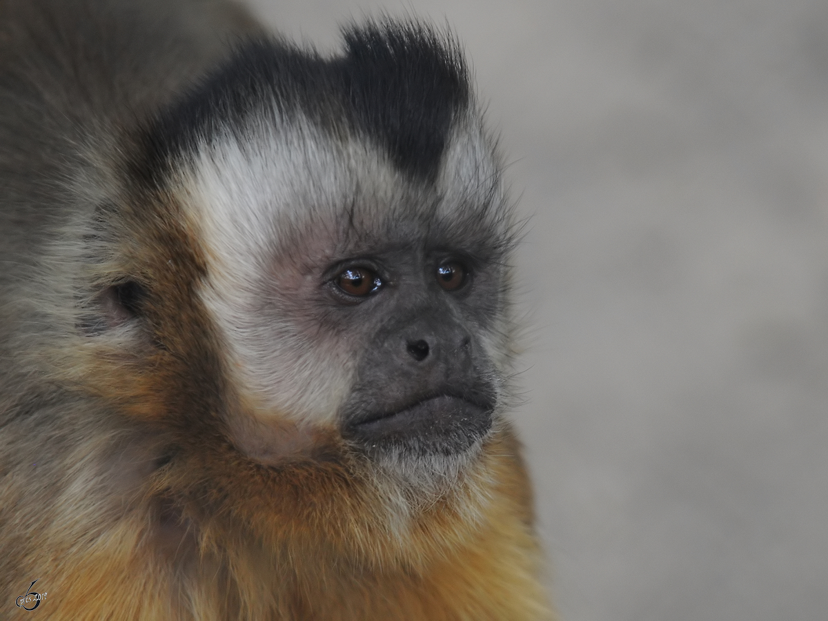 Ein Rckenstreifen-Kapuzineraffe Anfang Juli 2010 im Zoo Schwerin.