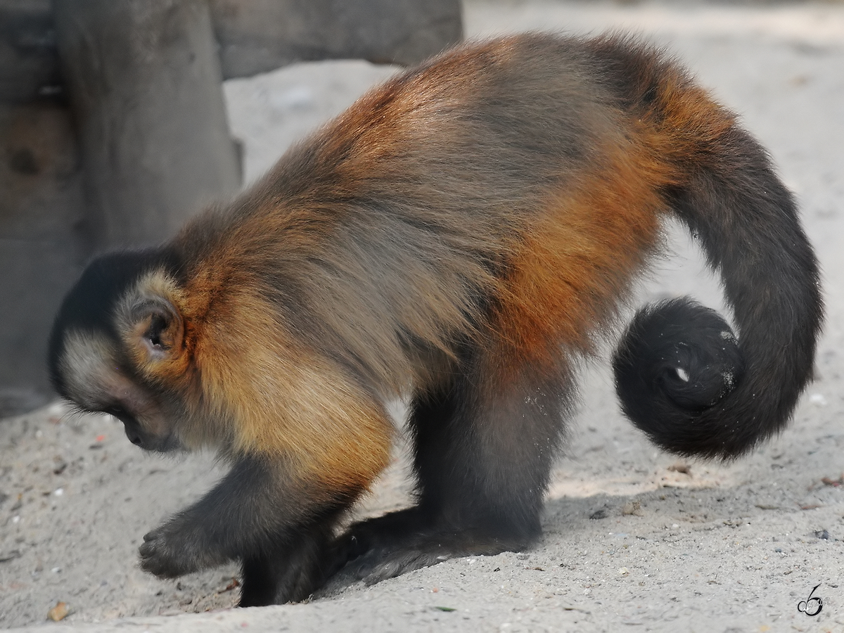 Ein Rckenstreifen-Kapuzineraffe Anfang Juli 2010 im Zoo Schwerin. 