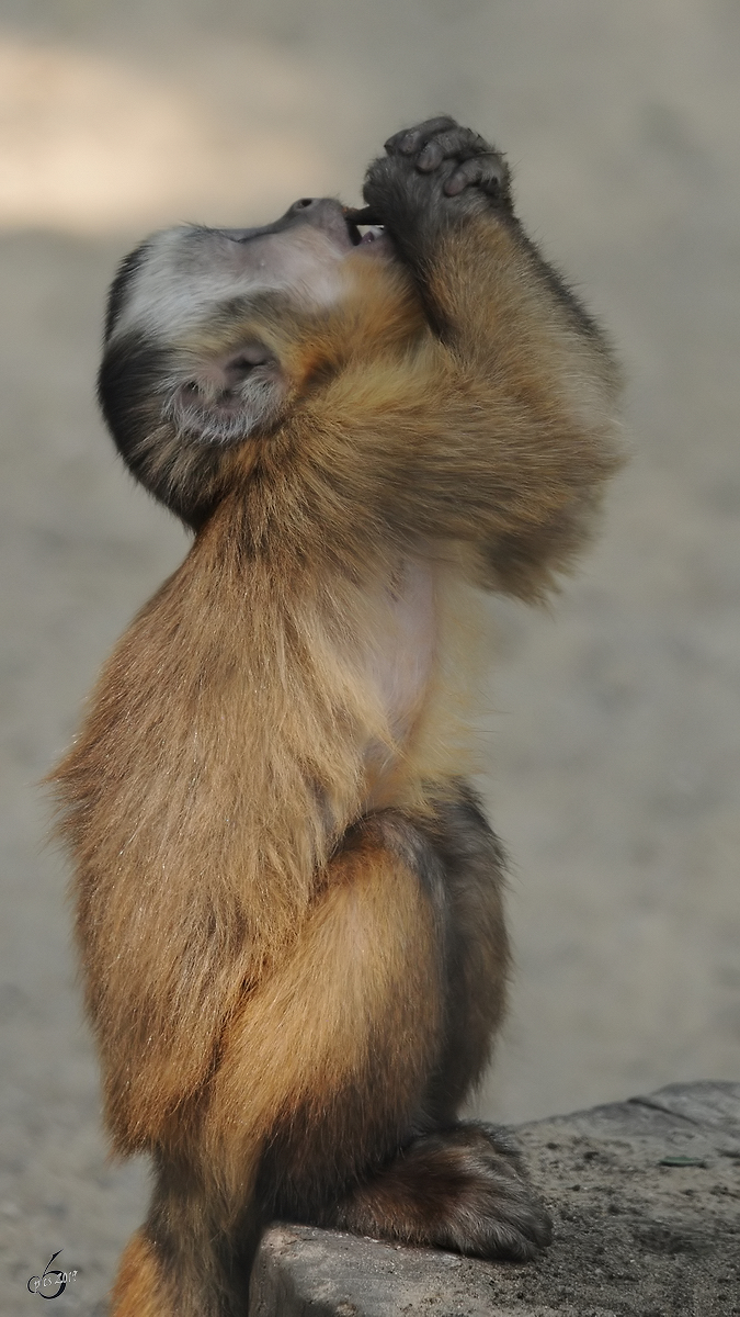 Ein Rckenstreifen-Kapuzineraffe betet den Himmel an... (Zoo Schwerin, Juli 2010)