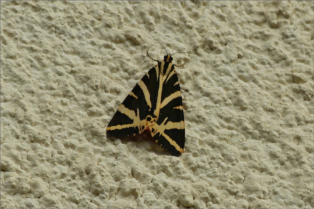 Ein Russischer Br oder Spanische Flagge (Euplagia quadripunctaria), gesehen an unserer Hauswand.  09.7.2020