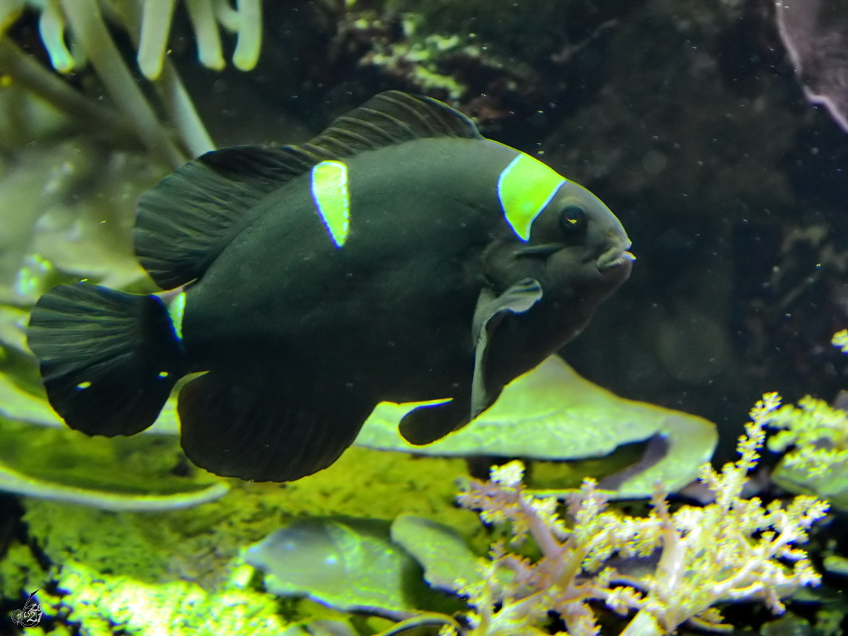 Ein Samtanemonenfisch im Zoo Madrid. (Dezember 2010)