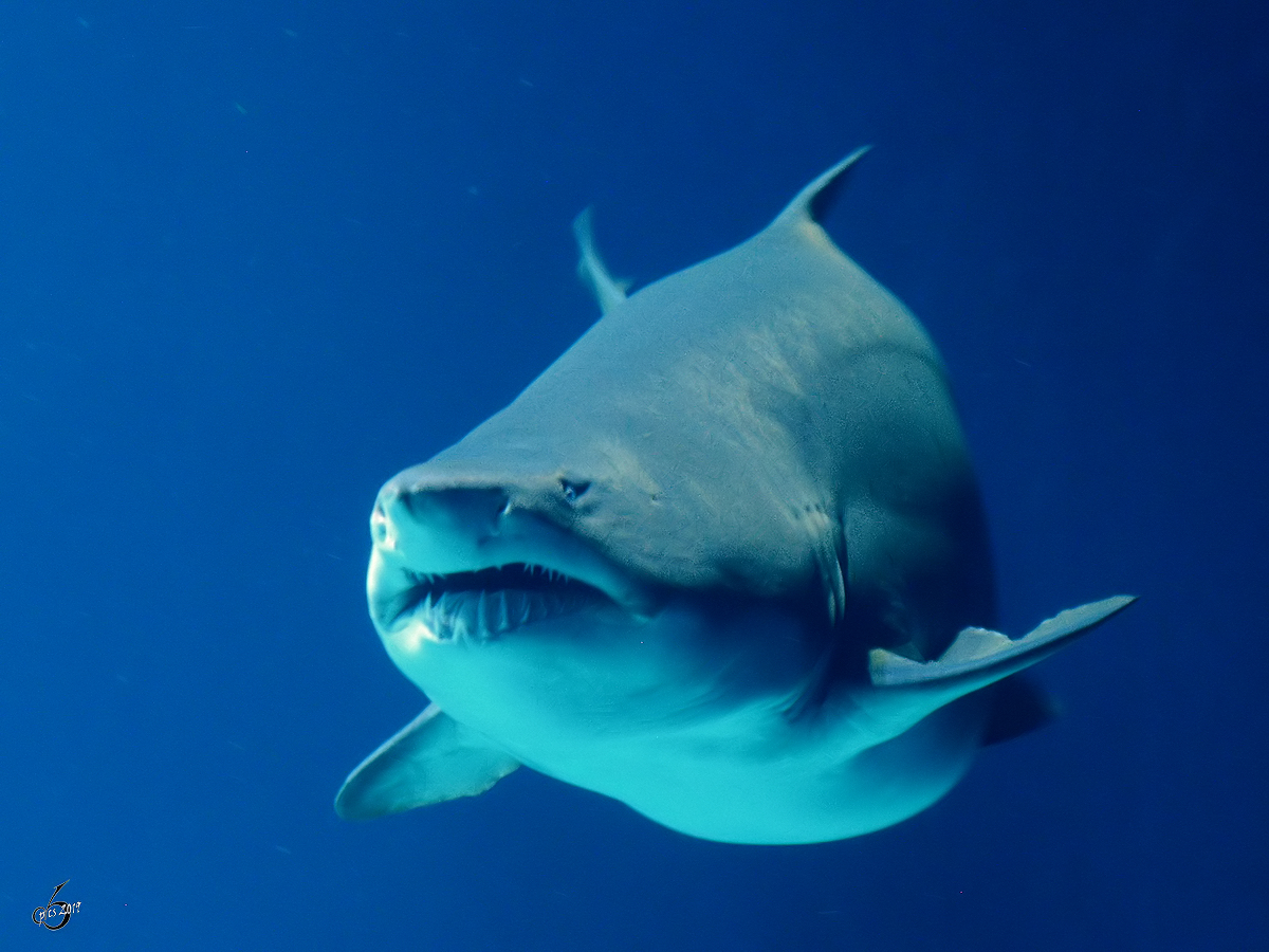 Ein Sandtigerhai Ende Dezember 2014 im Ozeaneum Stralsund. 