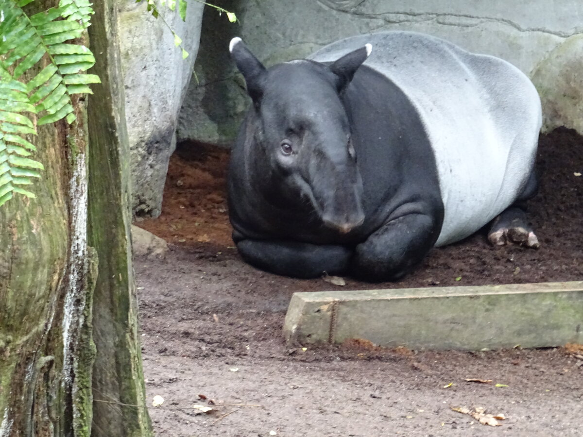 Ein Schabrackentapir (Tapirus indicus) ruht sich im Gondwanaland aus. Zoo Leipzig (16.1.22)