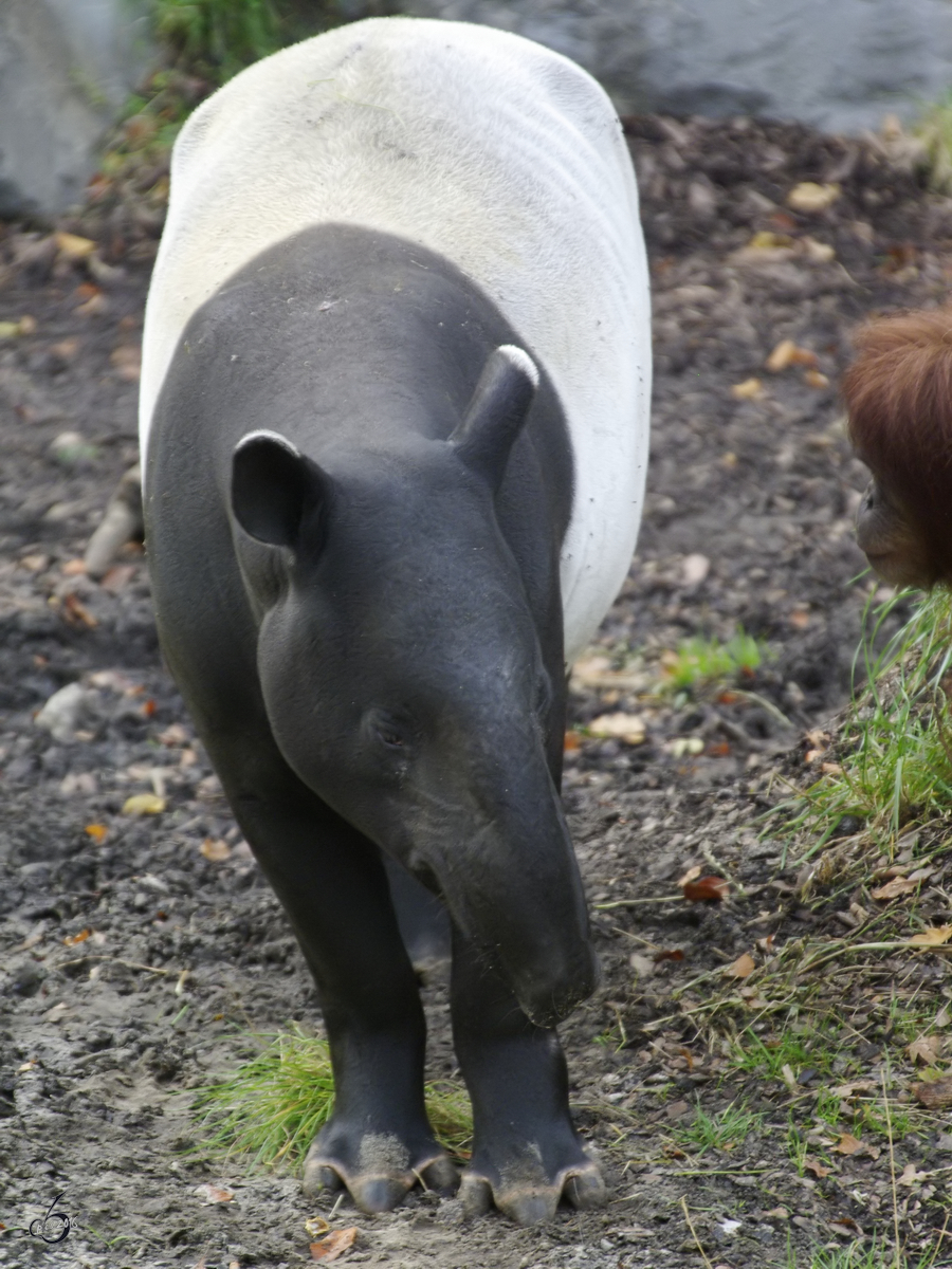 Ein Schabrackentapir  im Zoo Dortmund. (Oktober 2008) 