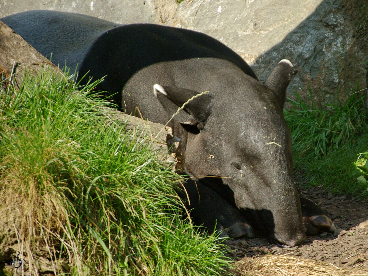 Ein Schabrackentapir im Zoo Dortmund. (September 2008)