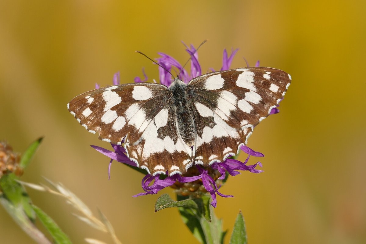 Ein Schachbrettfalter, der Schmetterling des Jahres 2019, entdeckt am 10.07.2019 in Oeffingen in der Nhe von Stuttgart.