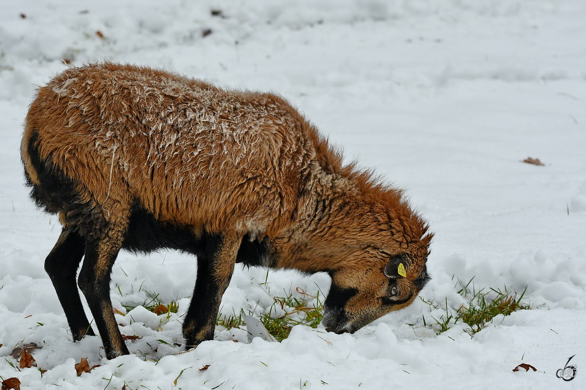 Ein Schaf beim Grasen im Hattinger Schnee. (Februar 2021)