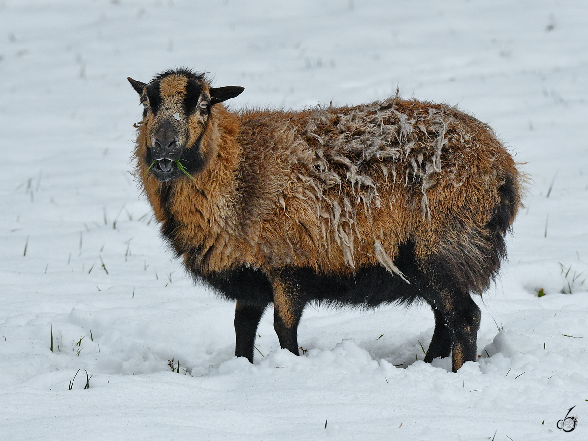 Ein Schaf Mitte Februar 2021 im Hattinger Schnee.