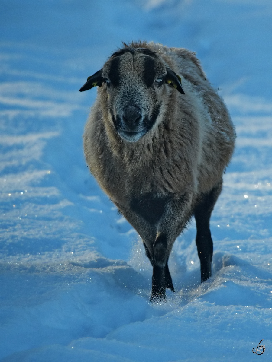 Ein Schaf stapft durch den Hattinger Schnee. (Februar 2021)