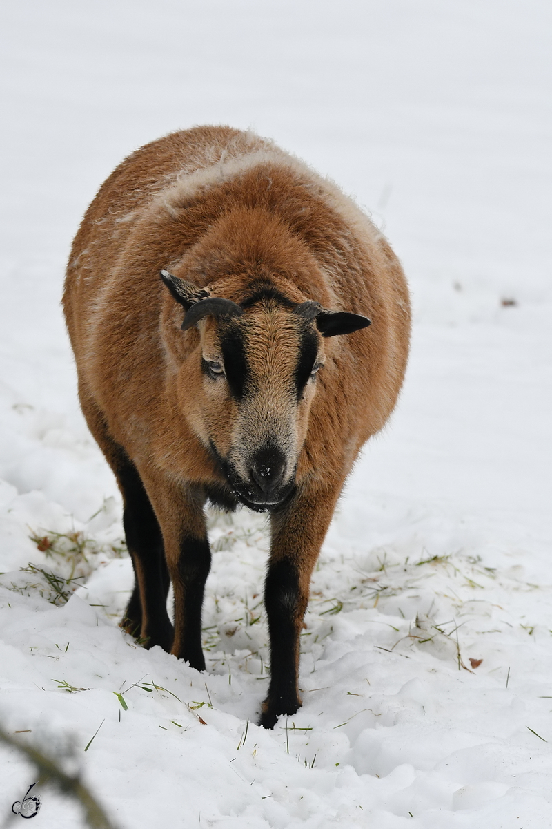 Ein Schaf stapft durch den Hattinger Schnee. (Februar 2021)