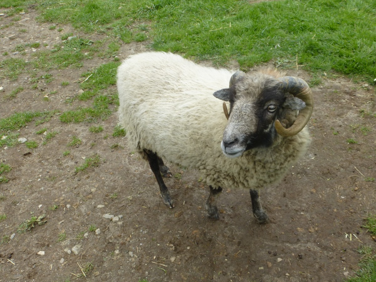 Ein Schaf im Streichelzoo. Aufgenommen im Tiergehege in Mehlmeisel. 14.08.2014.