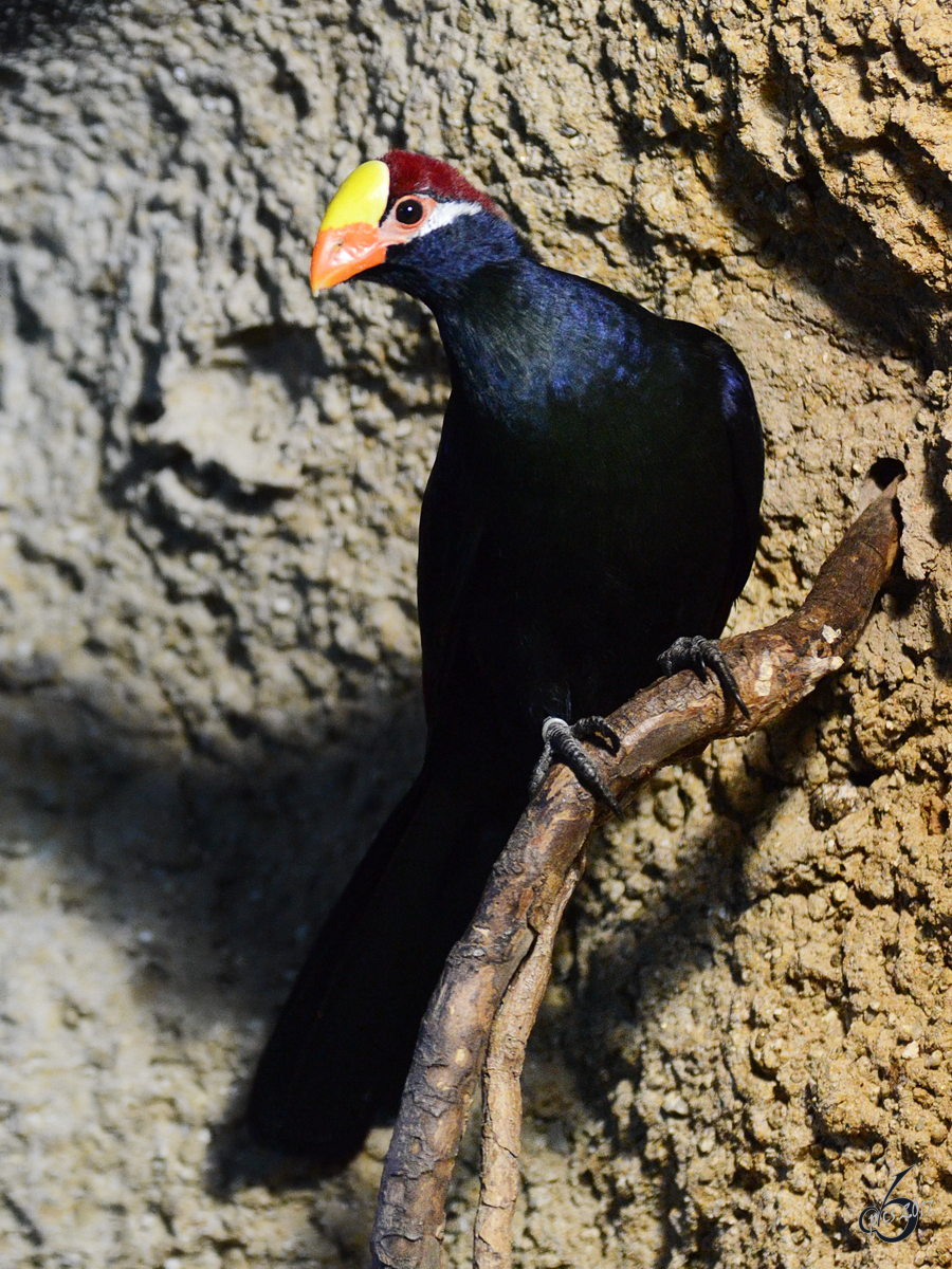 Ein Schildturako, fotografiert im Zoo Barcelona (Dezember 2011)